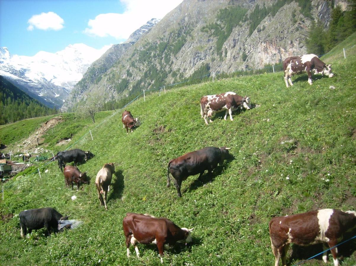 La Ferme Du Grand Paradis Cogne Exteriör bild